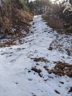 道路脇の赤い旗