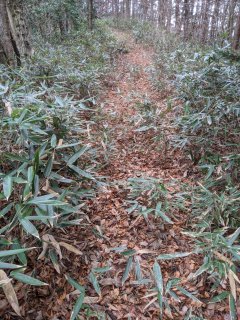 ほんのふみ跡程度です